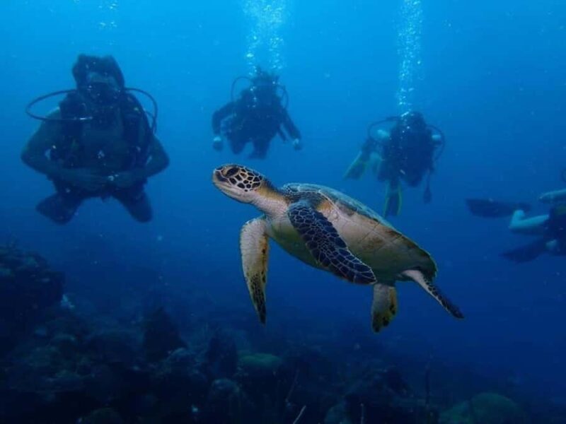Cartagena: 2 Tanks Dive Plan For CERTIFIED DIVERS - Key Points