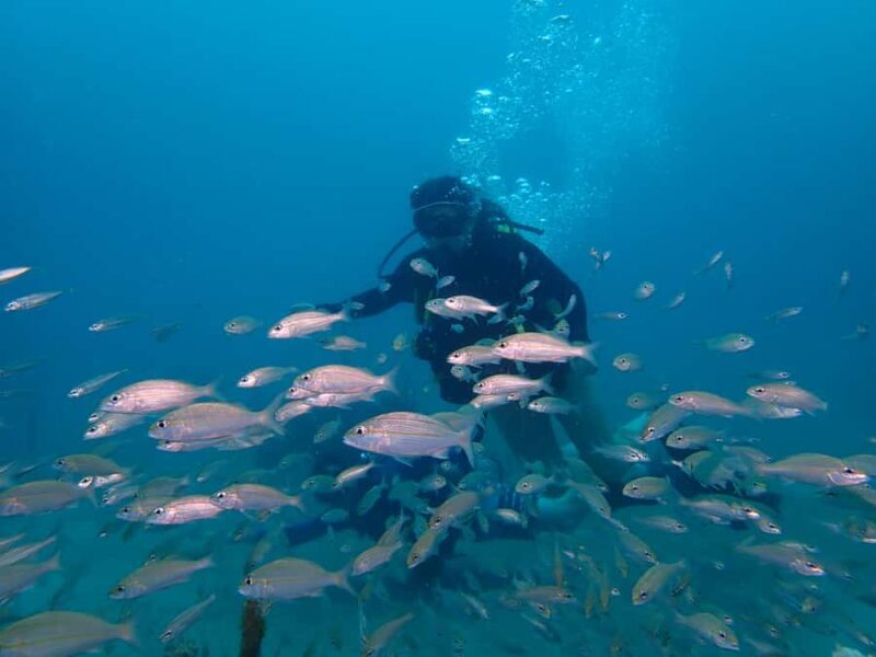 Cartagena: 2 Tanks Dive Plan For CERTIFIED DIVERS - Who Should Consider This Tour?