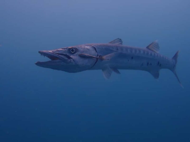 Cartagena: 2 Tanks Dive Plan For CERTIFIED DIVERS - FAQ