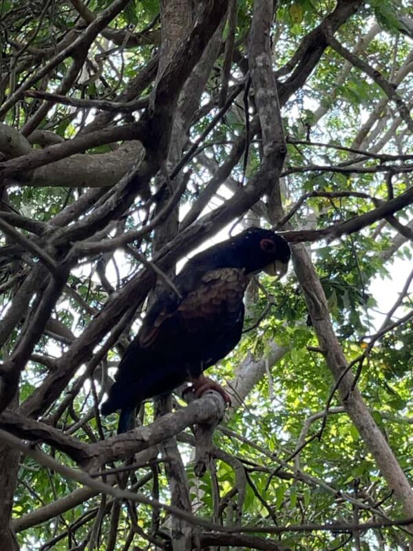 CARTAGENA: Aviary and Beach Day Trip with Lunch - Key Points