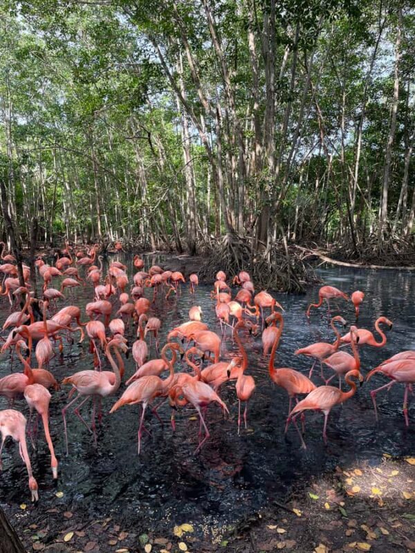 CARTAGENA: Aviary and Beach Day Trip with Lunch - The Details That Make or Break the Experience