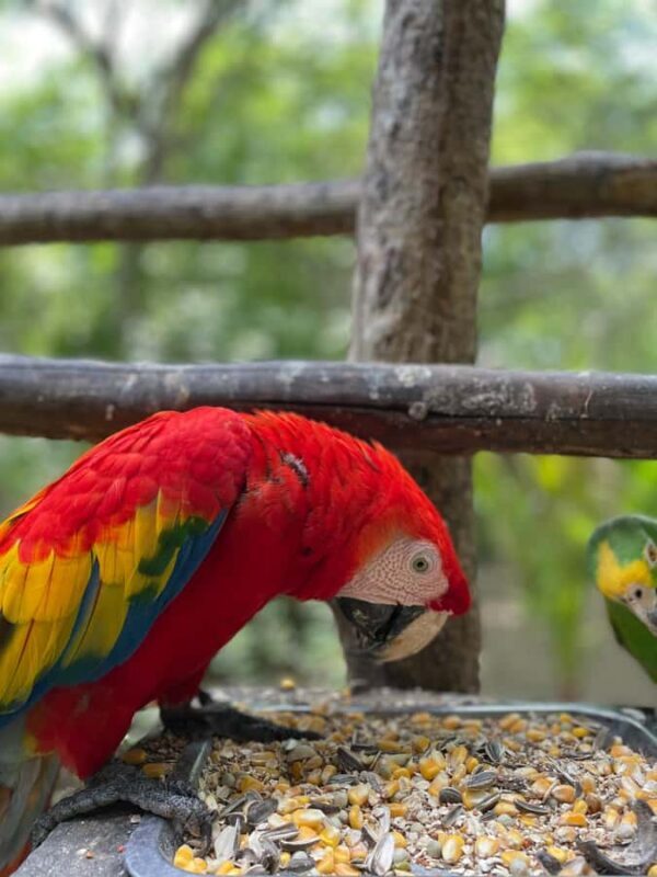 Cartagena: Aviary National Park Tour with Hotel Pickup - Key Points