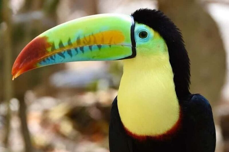 Cartagena: Barú Beach Tour with Optional Bird Aviary - The Sum Up: Is This Tour Worth It?