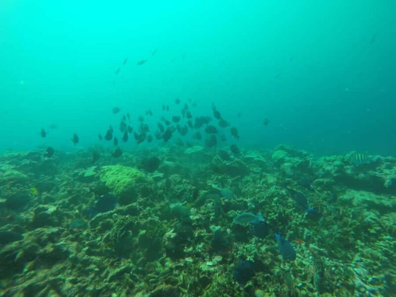 Cartagena: Basic Diving for beginners in Rosario Islands - Authentic Experiences from Reviews