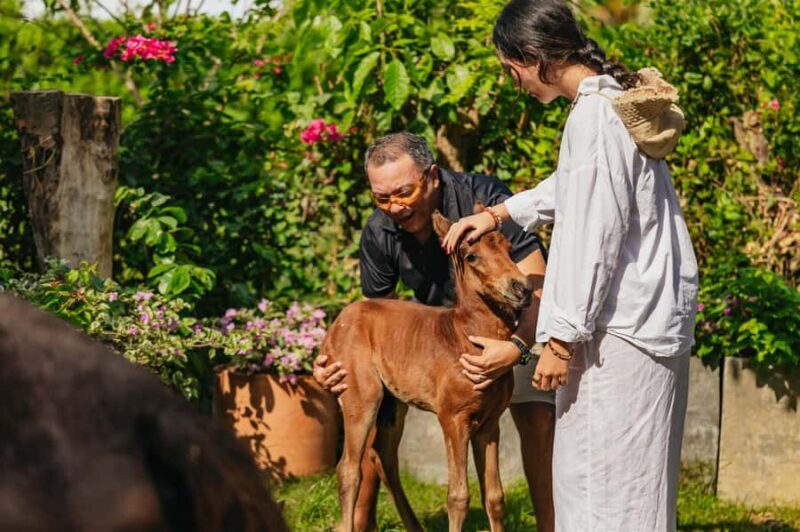 Cartagena: Beach Horse Ride and Colombian Horse Culture - An In-Depth Look at the Cartagena Beach Horse Ride