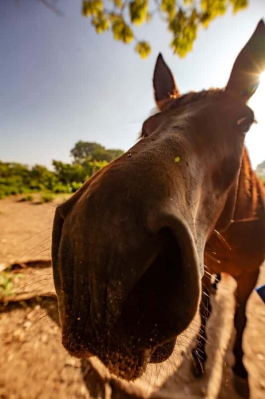 Cartagena, Blue Apple Beach, Horse Treks - Deep Dive into the Itinerary