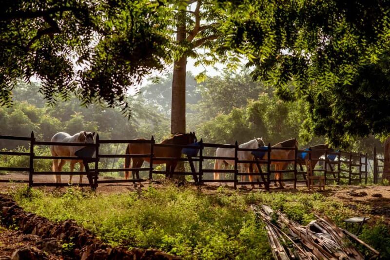 Cartagena, Blue Apple Beach, Horse Treks - Final Thoughts