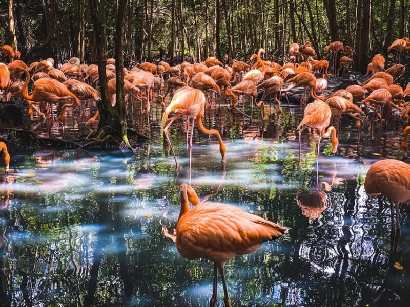 Cartagena: Ecoplan on Barú, Aviary and Oceanarium in one day - Who Will Enjoy This Tour?