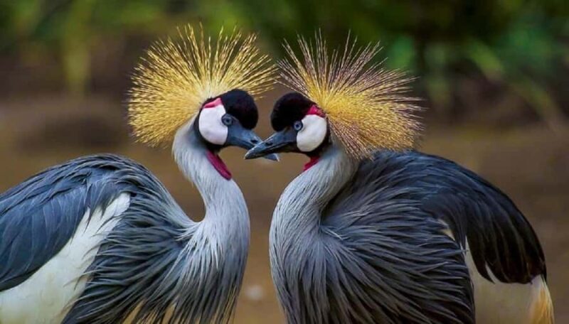 Cartagena: Entrance to the AVIARY with TRANSFER INCLUDED - Key Points