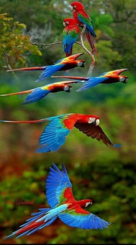 Cartagena: Entrance to the AVIARY with TRANSFER INCLUDED - Exploring the Cartagena Aviary and Playa Blanca Experience