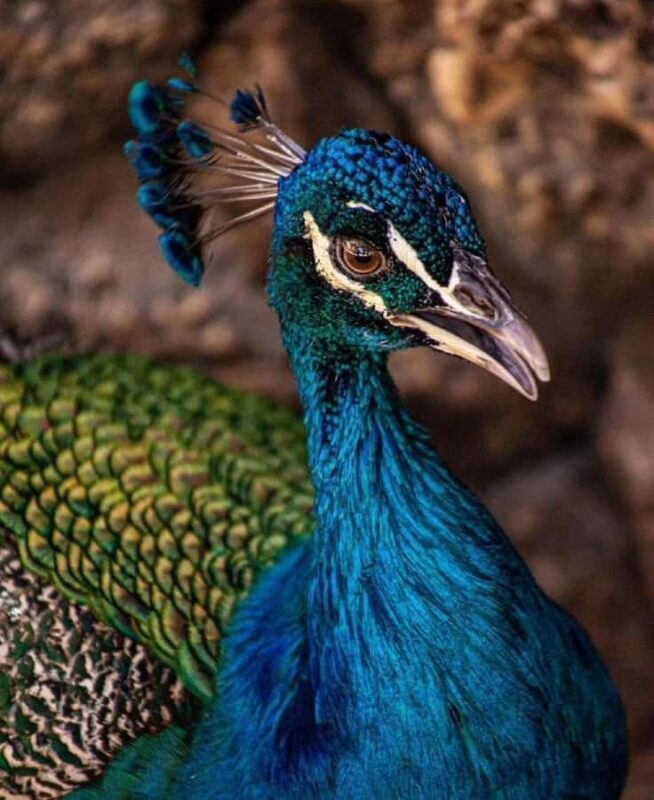 Cartagena: Entrance to the AVIARY with TRANSFER INCLUDED - Frequently Asked Questions