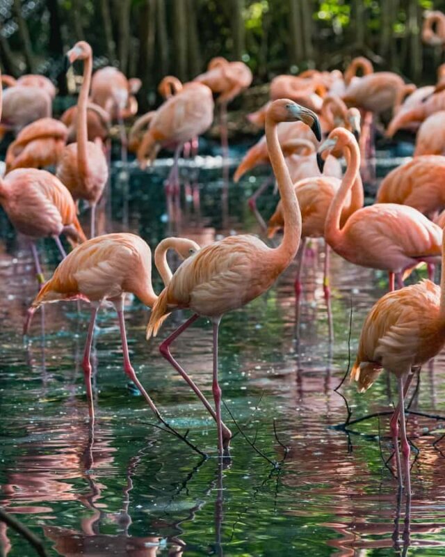 CARTAGENA: EXCURSION Baru + Aviary (entrance fee not included) + lunch - Key Points