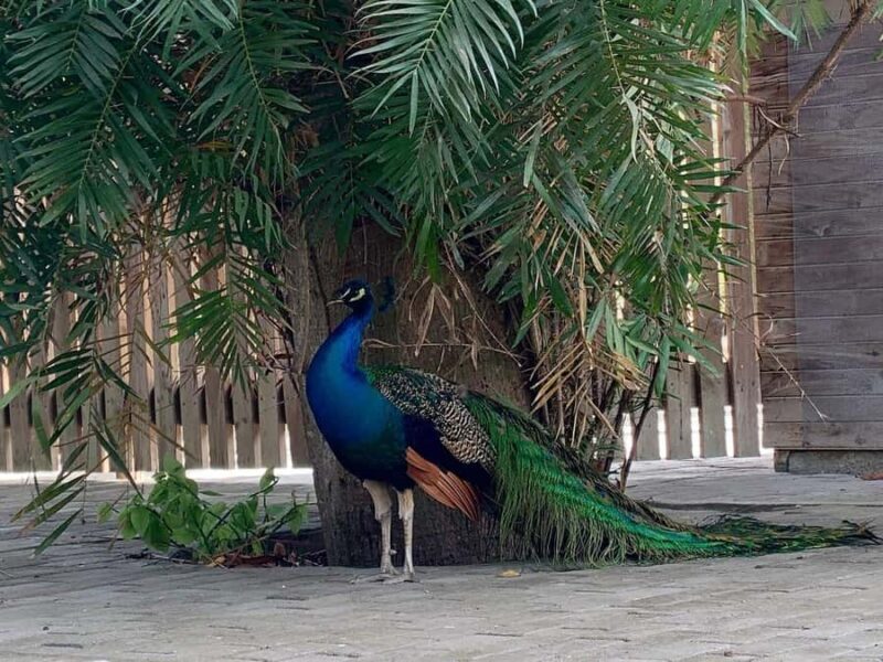 CARTAGENA: EXCURSION Baru + Aviary (entrance fee not included) + lunch - An In-Depth Look at the Baru & Aviary Tour