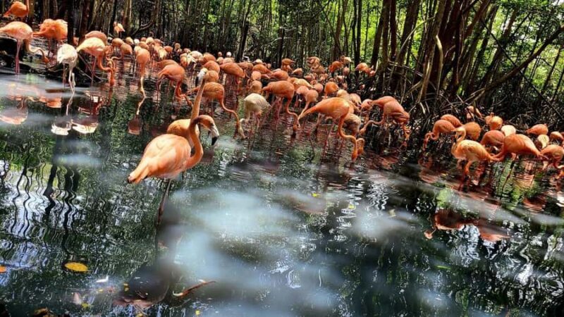 CARTAGENA: EXCURSION Baru + Aviary (entrance fee not included) + lunch - Who Is This Tour Best For?