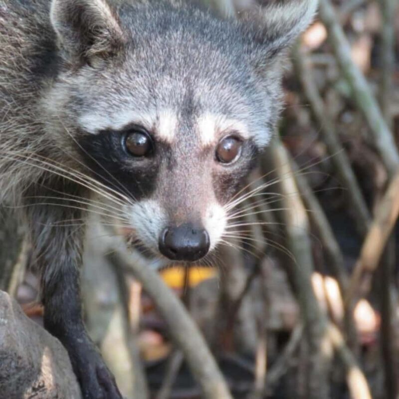 CARTAGENA: Fullday by boat to Baru + Lunch + Parasol + Mangroves Mapache - Cartagena: Fullday by Boat to Baru + Lunch + Parasol + Mangroves Mapache – A Detailed Review