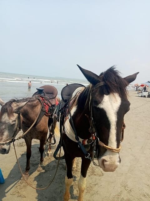 Cartagena: Horse riding on the beaches of Cartagena & PHOTOS - Frequently Asked Questions