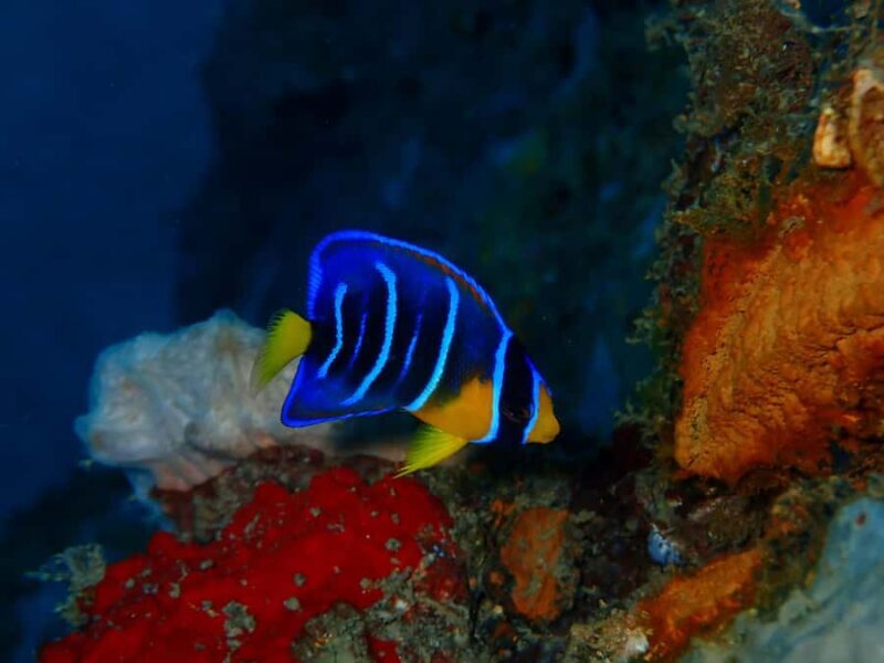 Cartagena: PADI Advanced Open Water Diver Course - An In-Depth Look at the Cartagena PADI Advanced Course