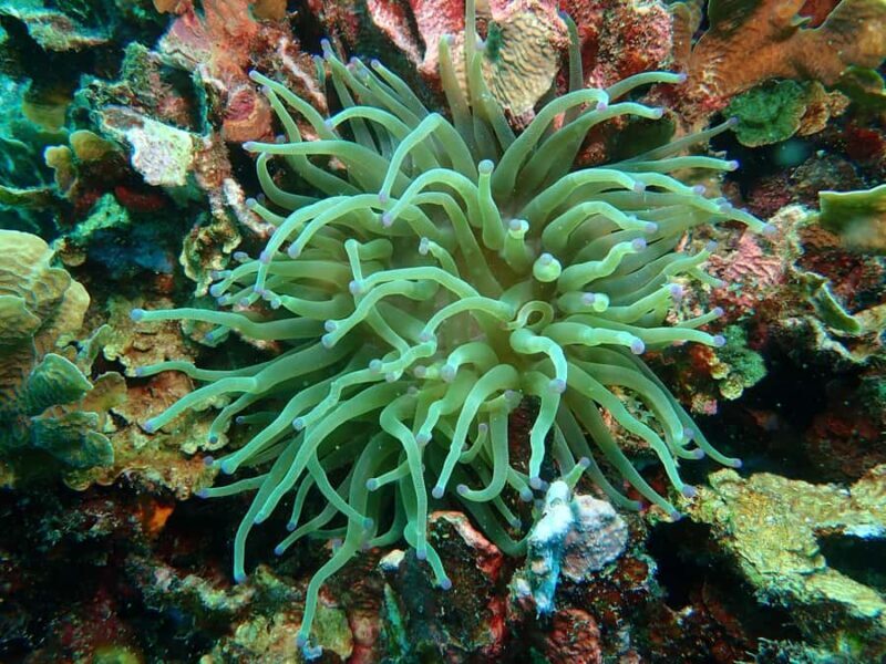 Cartagena: PADI Advanced Open Water Diver Course - Frequently Asked Questions