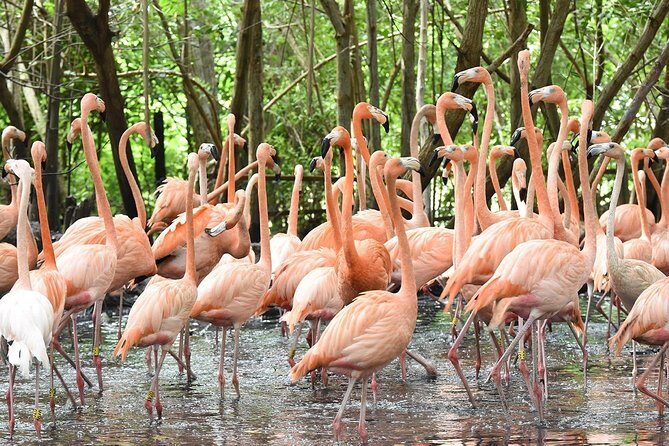 Cartagena private aviary tour - Final Thoughts: Is This Tour Worth Your While?