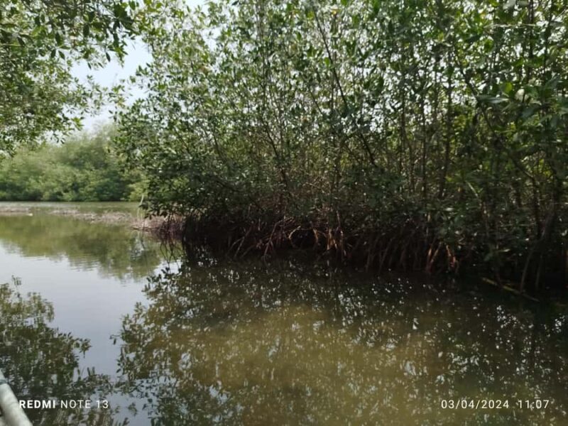 Cartagena: Private Sail in the mangrove GUIDE in ENGLISH - Detailed Breakdown of the Itinerary