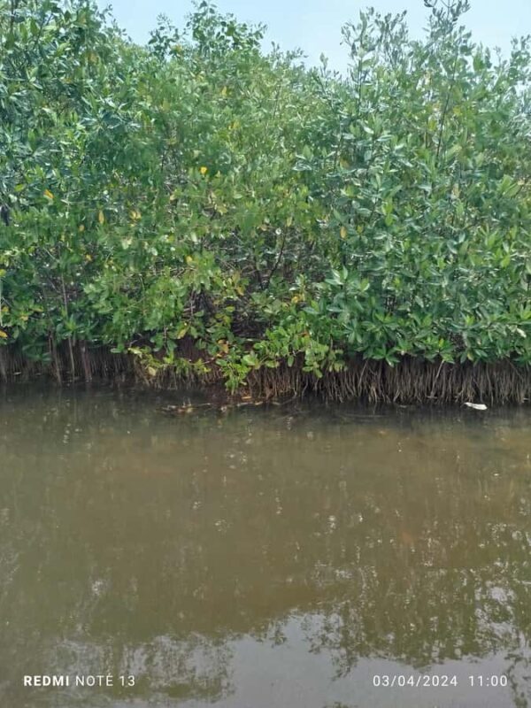 Cartagena: Private Sail in the mangrove GUIDE in ENGLISH - What’s Included and What’s Not