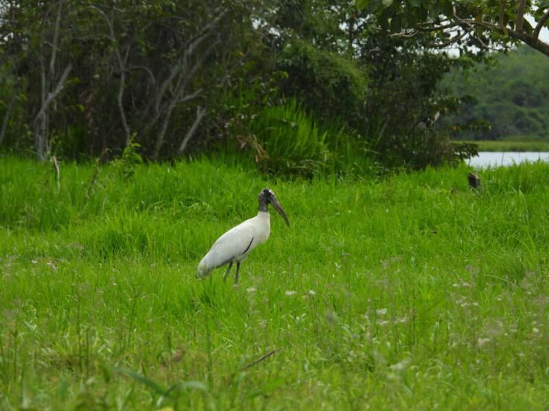Cartagena: Private tour of bird watching in the Canal del dique - A Close Look at the Tour Experience