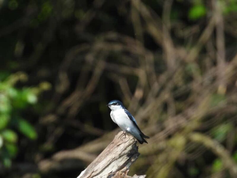 Cartagena: Private tour of bird watching in the Canal del dique - Frequently Asked Questions
