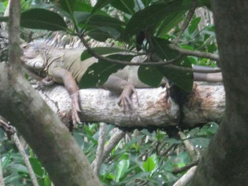 Cartagena: Ride a horse & sail through the mangrove - Value & Final Thoughts