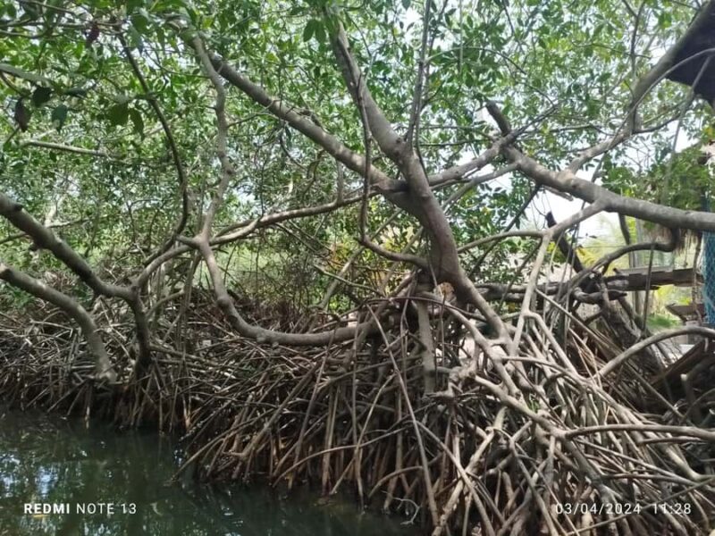 Cartagena: Sail in the mangroves of Cartagena - FAQ
