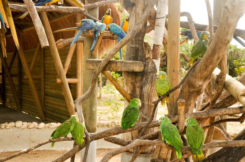 Cartagena to National Aviary Excursion - A Detailed Look at the Cartagena to National Aviary Excursion