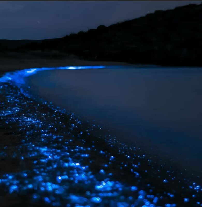 Cartagena: VIP Tour to Playa Tranquila with snorkeling + Luminous plankton - Exploring the Tour Itself: What to Expect from Start to Finish