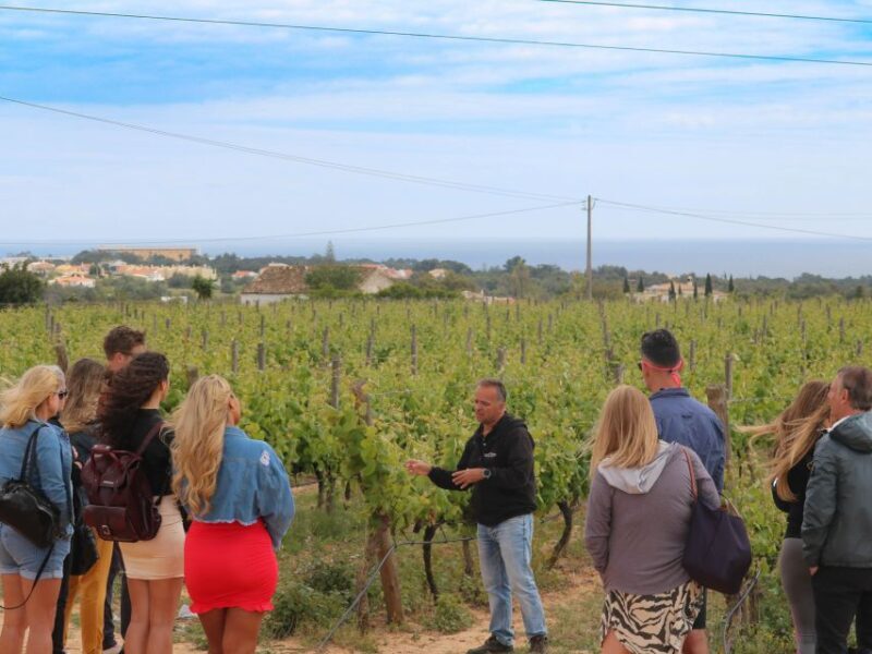 Carvoeiro/Portimão/Alvor: Wine Tour w/ Tasting, Tapas, Music - A Full Breakdown of the Wine Tour Experience