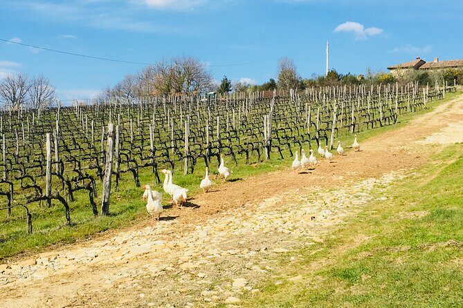 Casa Emma Wine Tasting - Key Points
