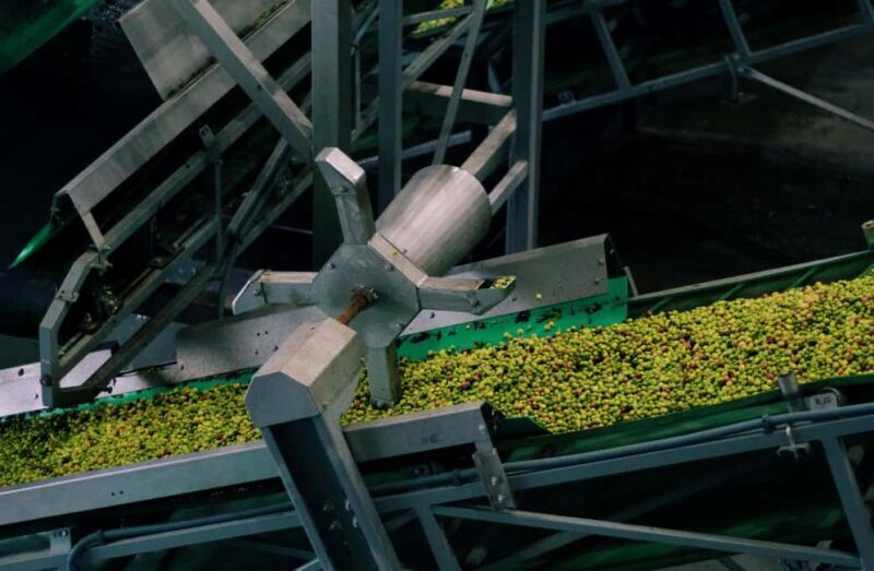 Casa Relvas, Vidigueira: Olive Harvest Campaign Program - Key Points