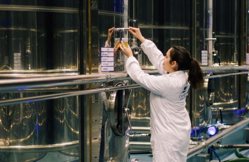 Casa Relvas, Vidigueira: Olive Harvest Campaign Program - Frequently Asked Questions