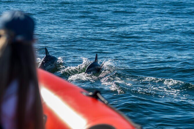 Cascais coast: Dolphin watching - FAQ