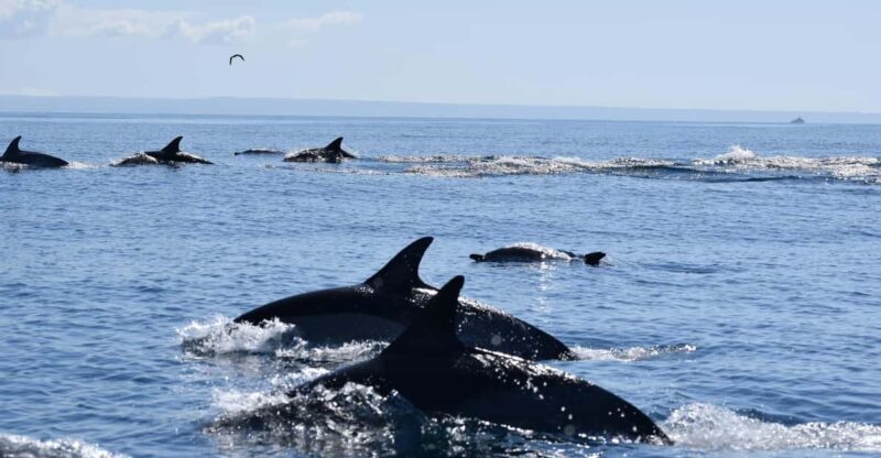 Cascais: Dolphin Watching Speedboat Tour - Final Thoughts