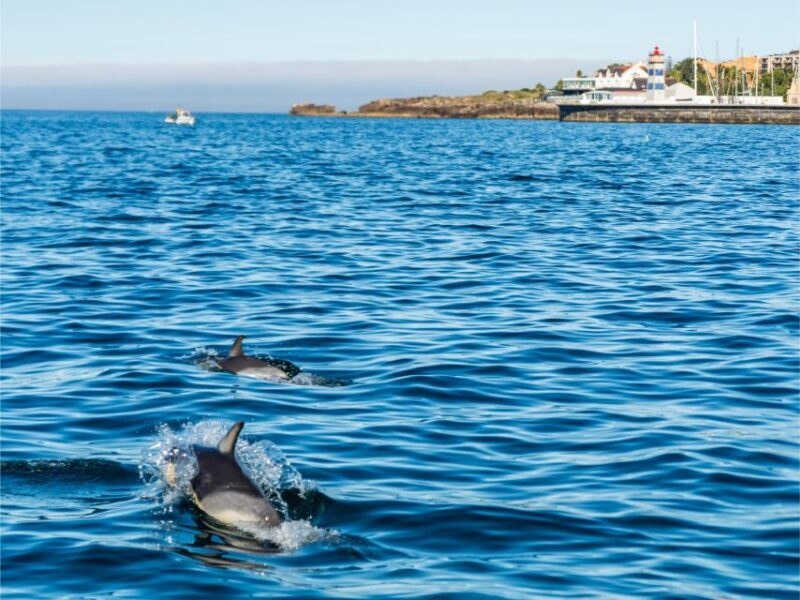Cascais: Dolphin Watching Tour - The Sum Up