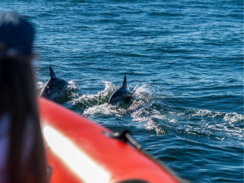 Cascais: Dolphin Watching Tour - The Experience in Detail
