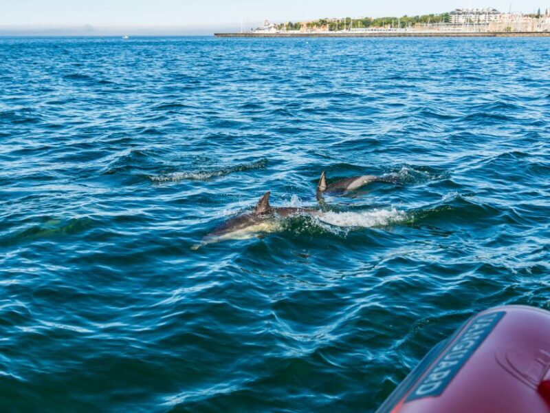 Cascais: Dolphin Watching Tour - Who Will Love This Tour?