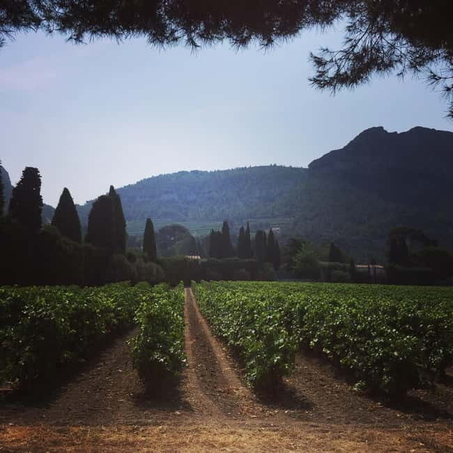 Cassis, Bandol, Le Castellet wine tour: Cliffs and Vineyards - What Reviewers Say