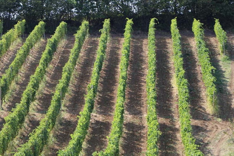 Castell'Arquato: Winery tour and tasting Colli Piacentini wines - An In-Depth Look at the CastellArquato Winery Tour and Tasting
