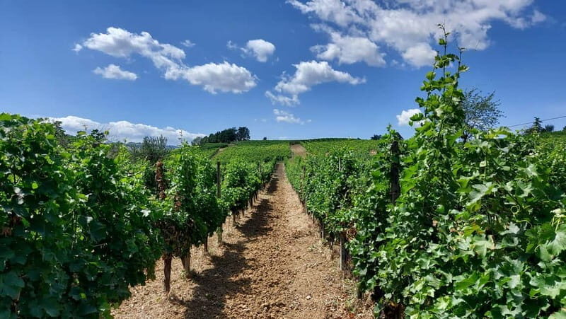 Castell'Arquato: Winery tour and tasting Colli Piacentini wines - Final Thoughts