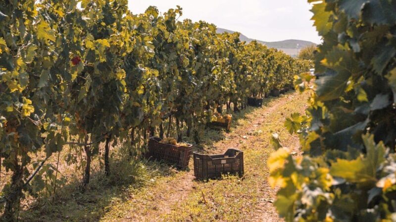 Castelsardo: visit a vineyard with wine tasting at sunset - Key Points