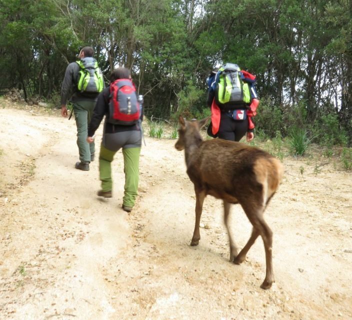 Castiadas: trekking in the S'Acqua Callenti forest - In-Depth Look at the Experience