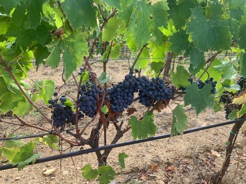 Castiglion Fiorentino: wine tasting with guided tour - Detailed Breakdown of the Experience