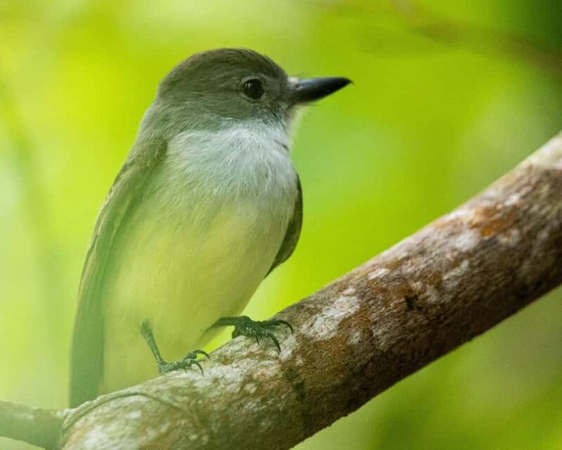 Castries, St. Lucia Guided Birdwatching Tour - Who Will Love This Tour?