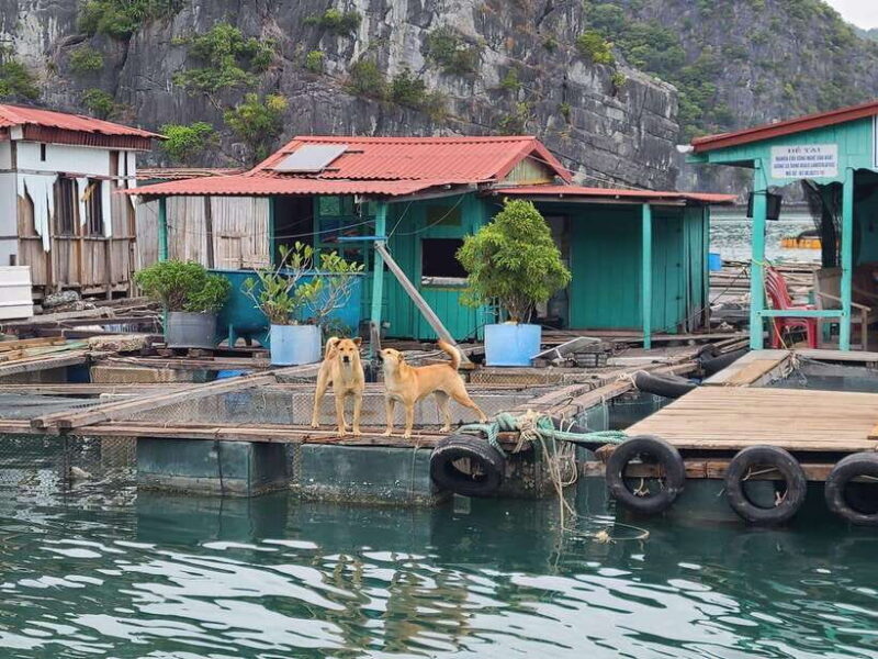 Cat Ba: Lan Ha Bay Full-Day Boat Tour - Key Points