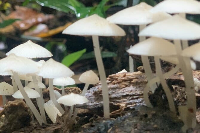 Cat Ba National Park Full Day Trekking Tour to Viet Hai Village - Key Points