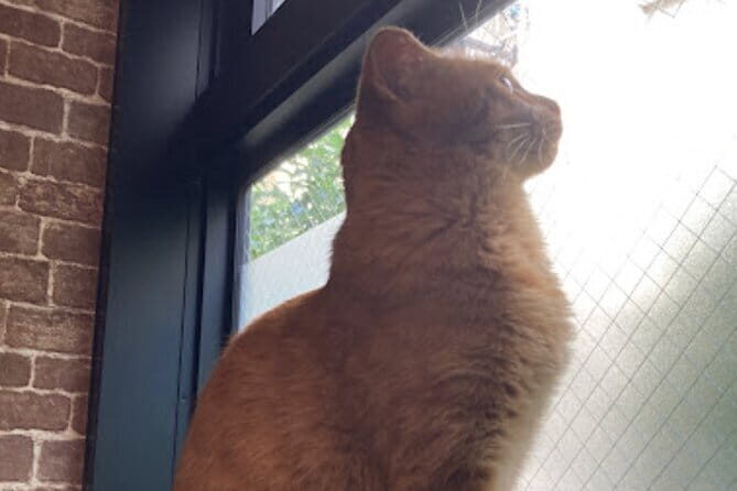 Cat Cafe & Bar Private Tour in Yanaka & Yushima - Key Points